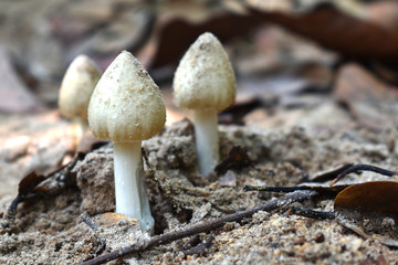 mushrooms in forest