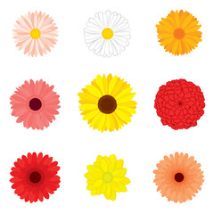 Vector set of detailed, realistic, various flower buds in color, isolated on white background. 