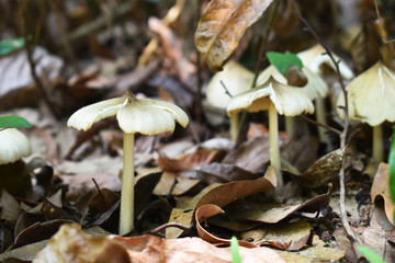 mushrooms in forest