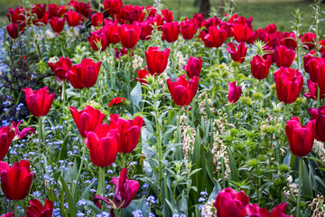 Obraz premium Red roses in the park