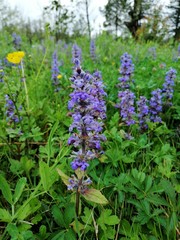 Fototapeta premium Ajuga reptans in Tskaltubo