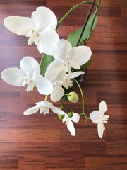 white orchids on wooden floor
