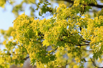 Blossoming Maple Tree