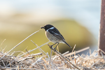 braunkehlchen