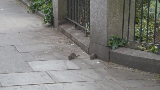 Rats running on a sidewalk beside street fence.