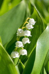 Close-up of the beautiful white bell shaped flowers of the Lily of the valley or Our Lady's tears - Convallaria majalis - among fresh green foliage.