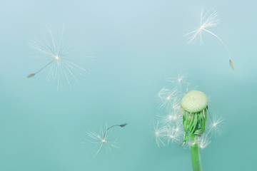 Dandelion on blue background. Dandelion seeds blowing away 