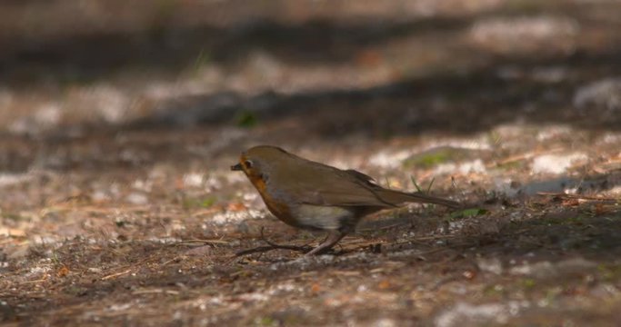 Robin bird with worm in beak searches for food dapple sunlight forest slow motion