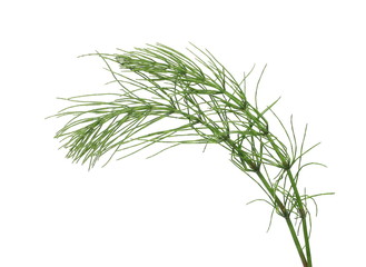 Horsetail fern, (Equisetum arvense) isolated on white background with clipping path