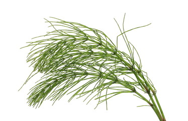 Horsetail fern, (Equisetum arvense) isolated on white background with clipping path