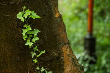 efeu rankt an baumstamm empor