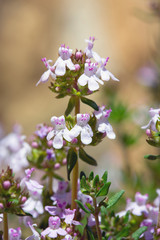 Detail of flowering Thym - Thymus vulgaris - on a sunny day in spring.