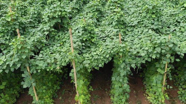 Runner beans on an farm 