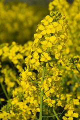 Fototapeta premium Sunny rape field - Blooming rapeseed, Poland