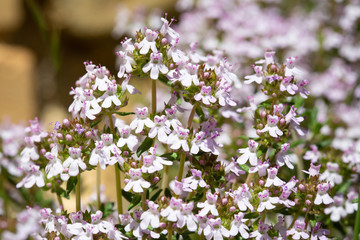 Detail of flowering Thym - Thymus vulgaris - on a sunny day in spring.