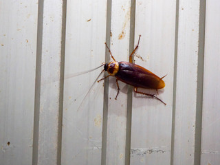 Top view a dead cockroach on white background