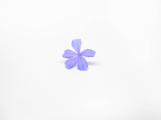 Flower on White Backgroud,Color purple