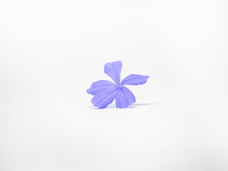 Flower on White Backgroud,Color purple