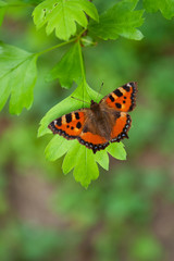 Fototapeta na wymiar Roter Schmetterling auf einem Blatt im Sommer, Textfreiraum