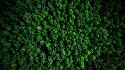 Fotobehang Drone view over green pine forest at summer © marcin jucha