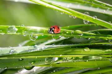 Ladybug on grass in summer in the field close-up