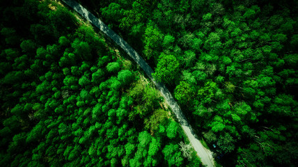 Green pine forest and rural road. Aerial drone view from above