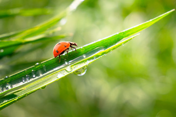 Ladybug on grass in summer in the field close-up