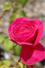 初夏のバラの花