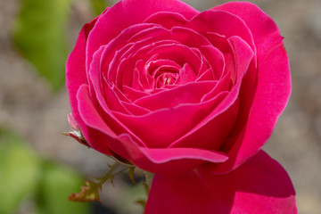 初夏のバラの花