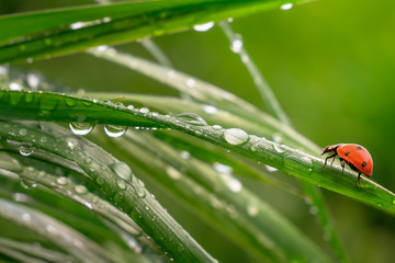 Green grass in nature with raindrops