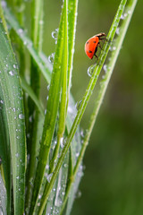 Ladybug on grass in summer in the field close-up