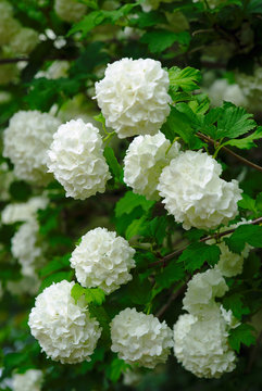 boules de fleurs blanche de Viorme Obier. Viburnum opulus
