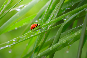 Ladybug on grass in summer in the field close-up