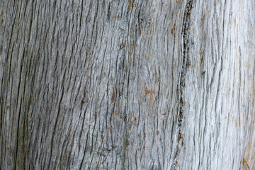 Fototapeta premium The tree bark