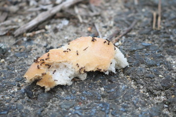 Colony of black ants crawling on a piece of bread