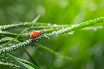 Ladybug on grass in summer in the field close-up