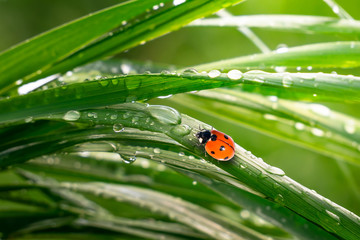 Ladybug on grass in summer in the field close-up