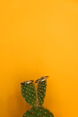 Two golden wedding rings on a cactus. Selective focus. Summer wedding concept.