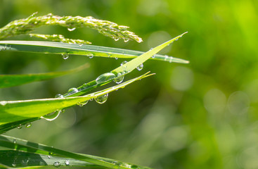 Green grass in nature with raindrops