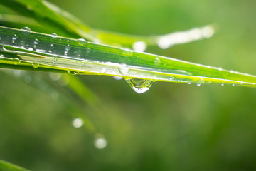 Obraz premium Green grass in nature with raindrops