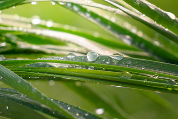 Green grass in nature with raindrops