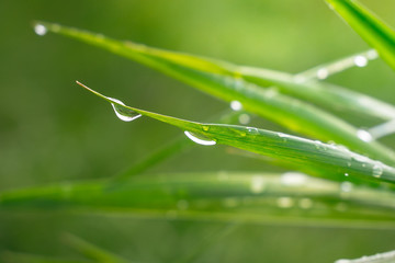 Green grass in nature with raindrops
