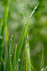 Green grass in nature with raindrops