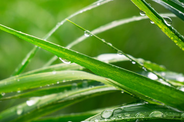 Green grass in nature with raindrops
