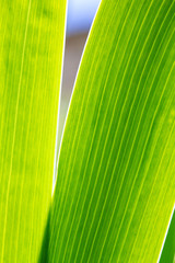 Abstract close-up of the green foliage of an Iris plant backlit by the sun showing the veins in the leaves.