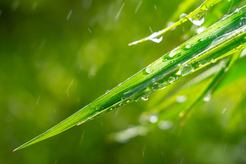 Green grass in nature with raindrops