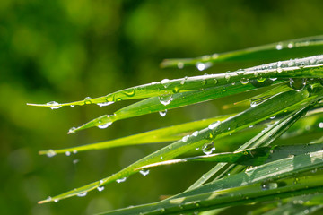 Green grass in nature with raindrops