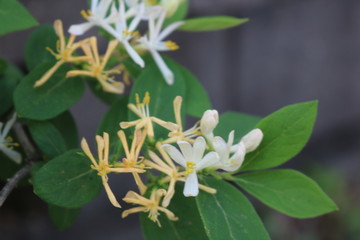 Honeysuckle bush in full bloom in spring
