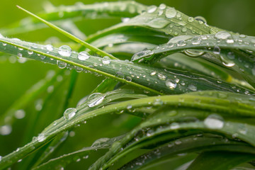 Green grass in nature with raindrops