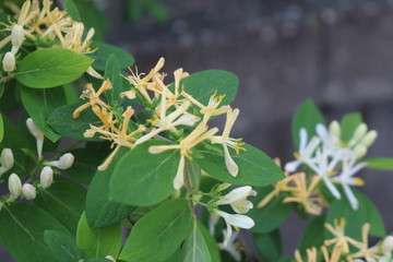 Honeysuckle bush in full bloom in spring
